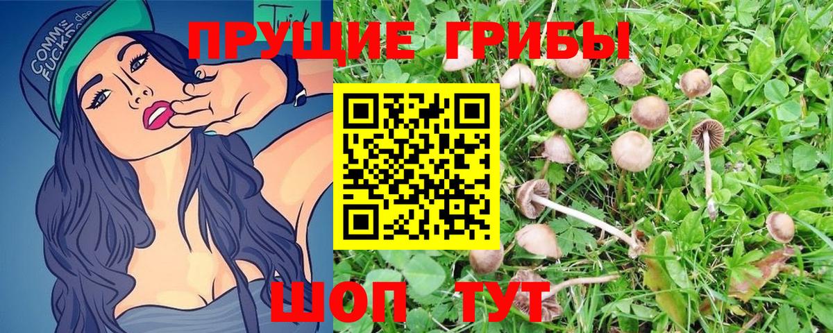 Псилоцибиновые грибы мицелий  Заринск  хочу   Галлюциногенные грибы мицелий 